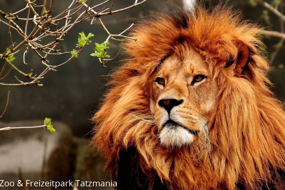 Tatzmania Löffingen: Tierpark & Freizeitattraktionen in einem Ausflug - Engel Todtnauberg Webseite